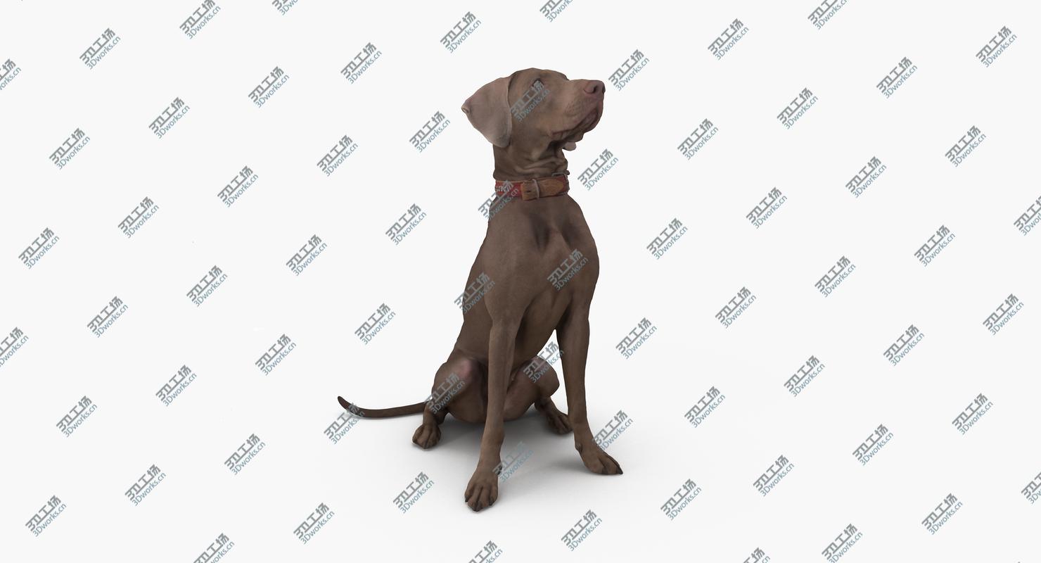 images/goods_img/2021040232/Weimaraner Sitting Dog 3D model/2.jpg